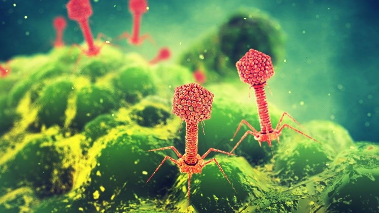 Liệu pháp phage trong điều trị nhiễm khuẩn