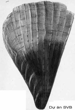 Bàn mài Pectin Pinna pectinata