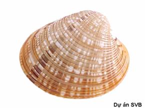 Ngao Ery Callista erycina