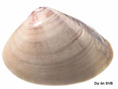 4. Ngao¸ Meretrix meretrix