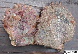 Trai ngọc Margareta 