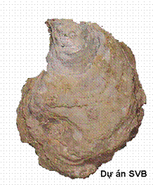 Con vênh Isognomon legumen